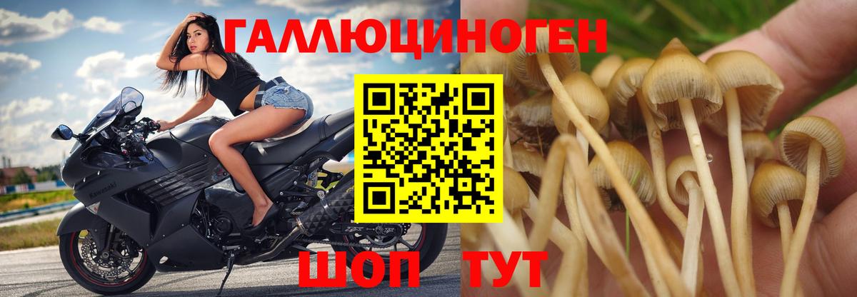 Галлюциногенные грибы Magic Shrooms  Вход с VPN  Кудымкар  Псилоцибиновые грибы Psilocybe 